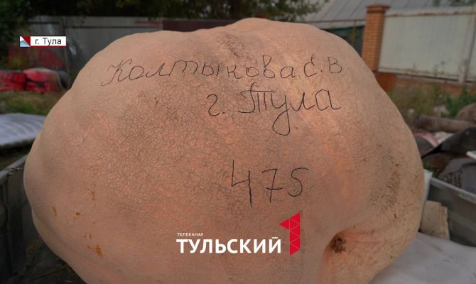 Тулячка вырастила в огороде 475-килограммовую тыкву