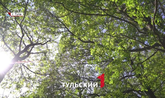 Кто убивает деревья в лесах Тульской области