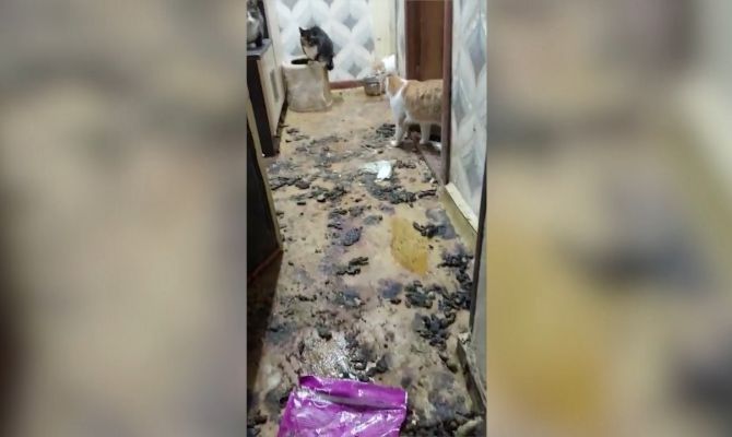 Кошки ходят по экскрементам: тулячка превратила квартиру в приют для животных