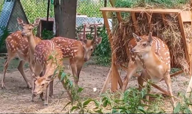 Туляки могут угостить кабачками и тыквами оленей из Центрального парка