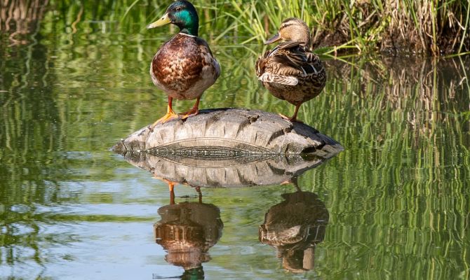 Дон в Тульской области вошел в ТОП-10 самых красивых рек в России