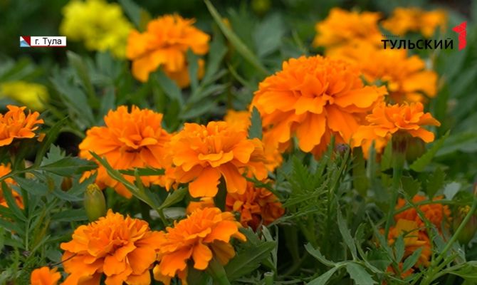 Розы, нарциссы и петунии: где в Туле уже начали высаживать цветы