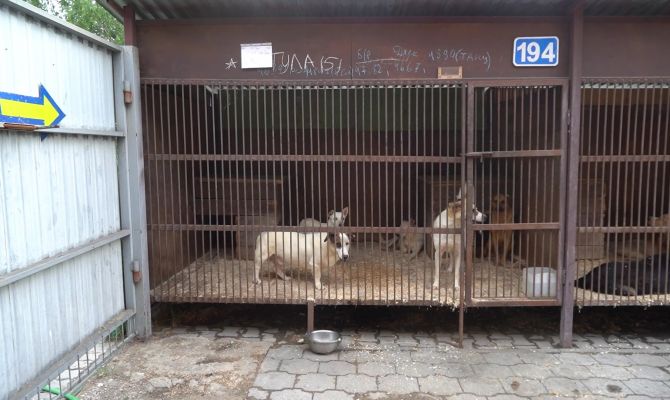 От ДТП до избиений камнями: как животные в Туле становятся бездомными