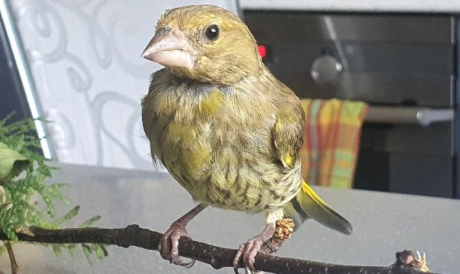 Тульские волонтеры спасли птенца зеленушки