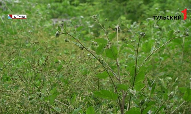 Где чаще в Тульской области жалуются на заросли травы 