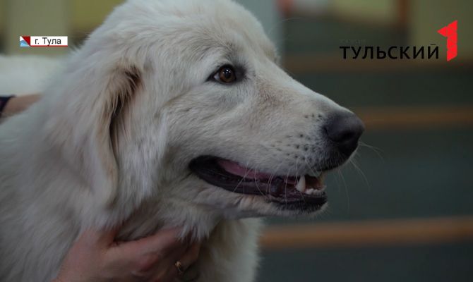 Как овчарка из Тулы готовится стать лучшей в мире 