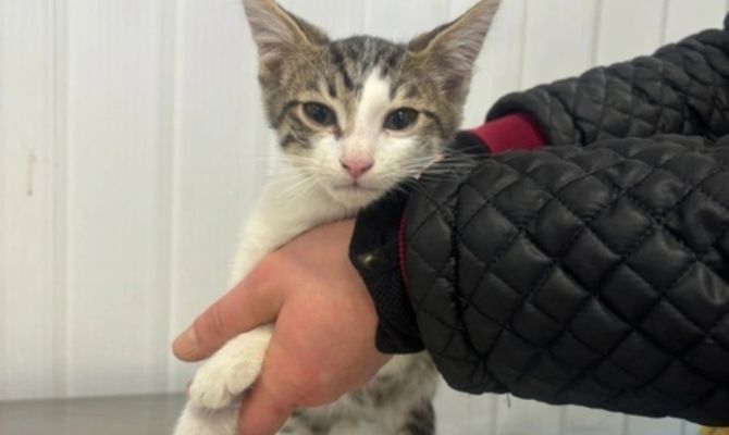 Тульский приют «Любимец» проводит февральские дни стольника