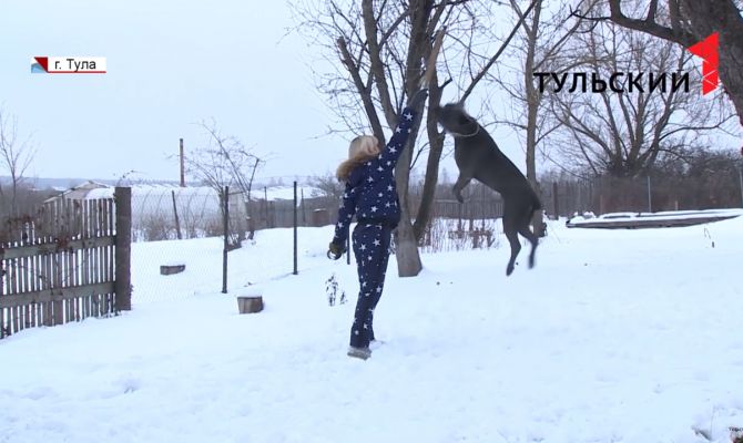 В России утвердили список опасных пород собак: как тулякам правильно выгуливать питомцев