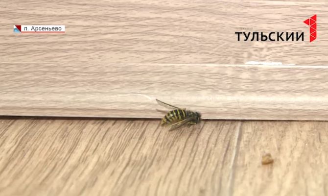 В Арсеньево многодетную семью из квартиры выжили осы