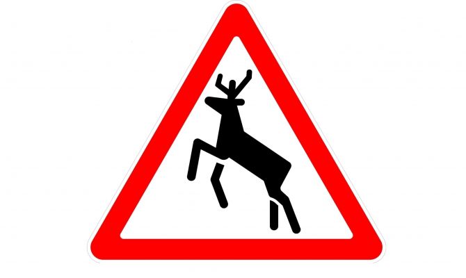 Туляки могут лишиться до 180 тысяч рублей за сбитое на дороге животное 