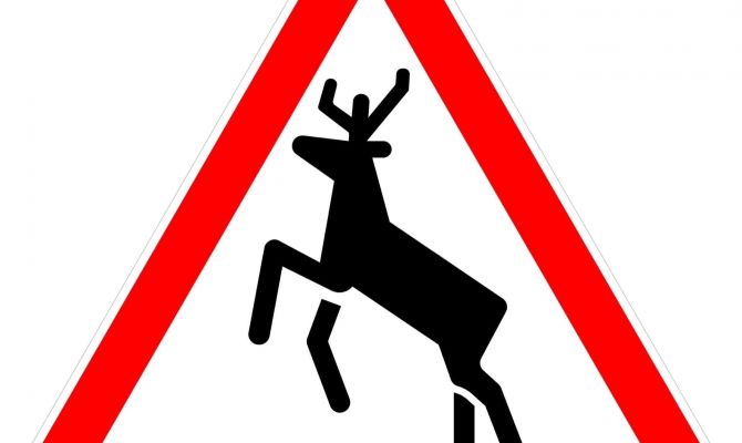 Госавтоинспекция Тульской области рассказала, что делать при выходе лосей на дорогу