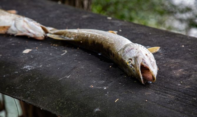 Экологическая катастрофа на реке Черепеть: Прокуратура ищет виновных