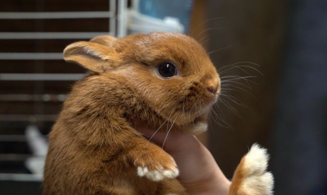 Из-под ёлки – на кладбище домашних животных: туляков просят не дарить кроликов на Новый год