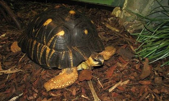 Туляков приглашают на квест хранителей дикой природы