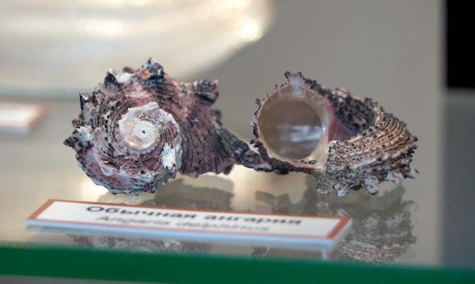 Язык фламинго и мурекс вальдшнеп: в Туле можно увидеть раковины экзотических моллюсков