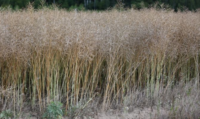 Тульская область поставила исторический рекорд по сбору сои и рапса