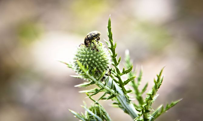 Тулякам расскажут о растениях Куликова поля