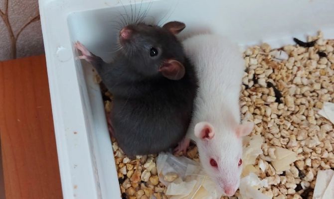 В Тульской области зафиксировали случаи мышиной лихорадки