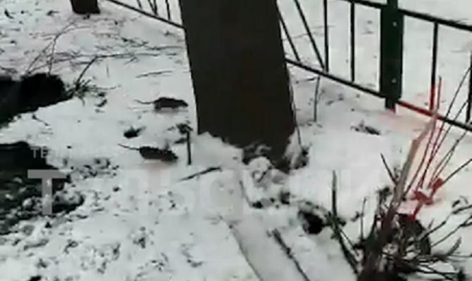 В центре Тулы экскаватором раскопали крысиную нору: видео