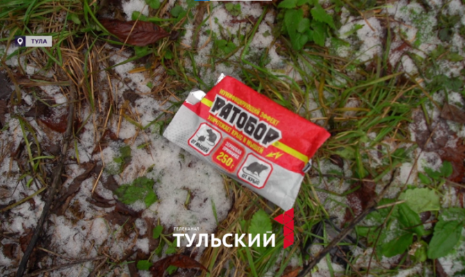 Из-за потепления в Туле увеличилась популяция крыс