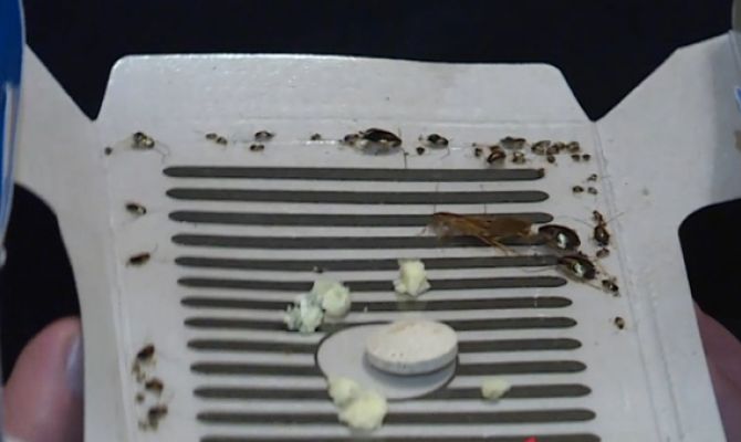 Жителей тульской 5-этажки атакуют тараканы