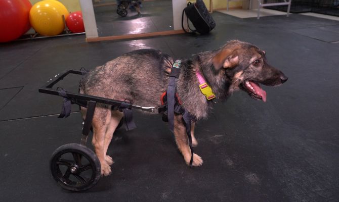 Тулячка ставит на ноги парализованных собак с помощью специальной методики