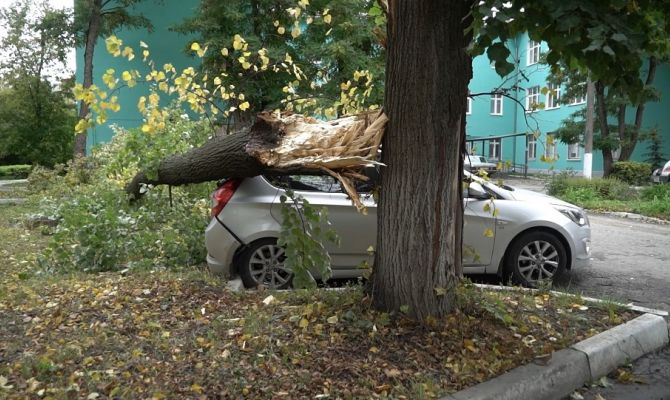 Как тулякам получить компенсацию после падения дерева на машину: пошаговая инструкция