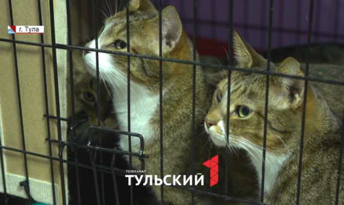 Тульские волонтеры спасли из Смоленска 13 кошек