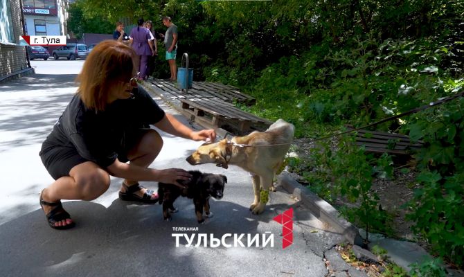В Тульской области месячный щенок почти ослеп после жестокого избиения