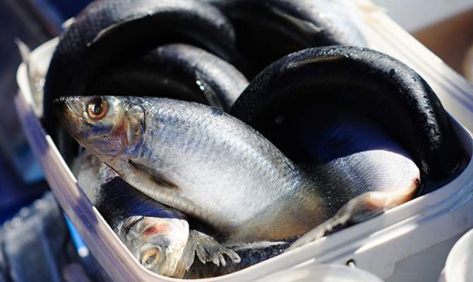 ФАС начала проверку роста цен на селедку