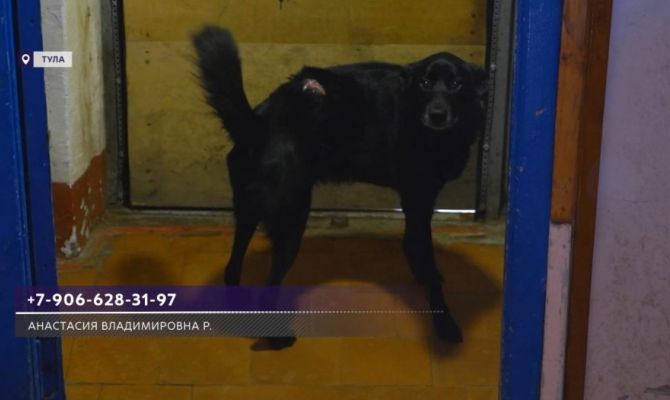В Туле собака умирает от голода рядом с хозяином-инвалидом