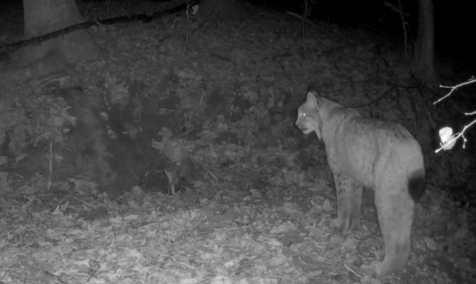 Рысь пришла к норе барсуков на границе Тульской области