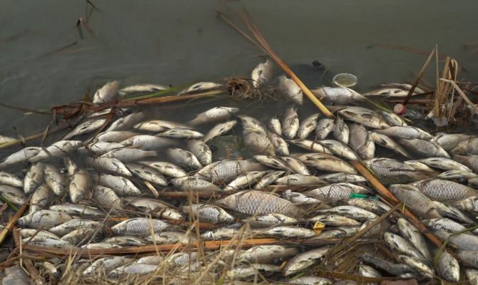 Природное явление или экологическая катастрофа: в Ясногорске выясняют причины массового мора рыбы