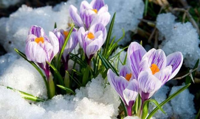 Как отпразднуют 8 Марта в Центральном парке Тулы