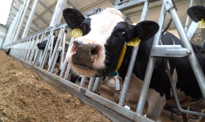 Компьютер вместо доярок: чем отличается молоко на роботизированных фермах от обычного