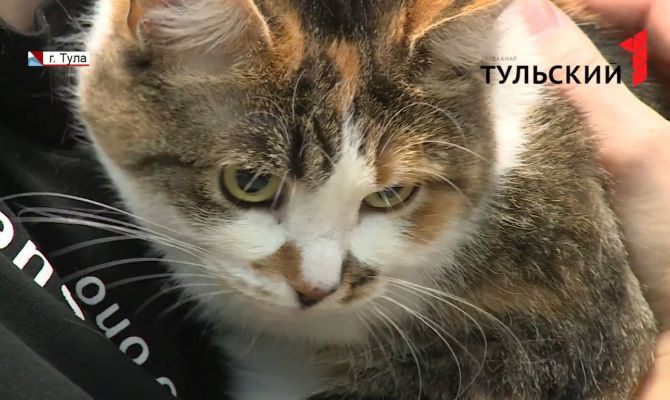 Муха без лапки и два малыша: хвостатые в Туле ищут семью