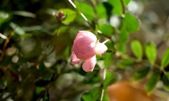 Как при Толстом: в Ясной Поляне высадили исторические сорта роз