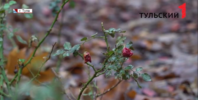 В парке Тулы расцветают розы: у елок появилась серьезная конкуренция