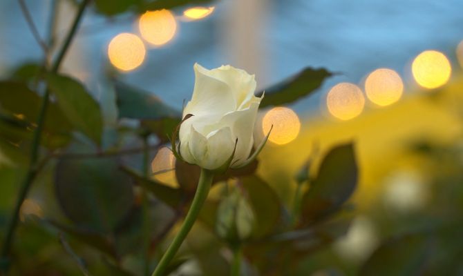 Сколько на самом деле должны стоять розы: мнение агронома