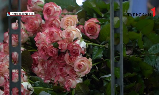 Технологии в помощь садоводам: редкие сорта роз выращивают в Киреевском питомнике 