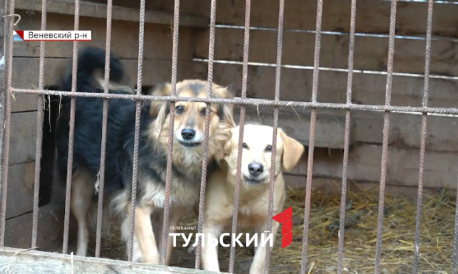 В приюте под Веневом обнаружили больше сотни истощенных собак