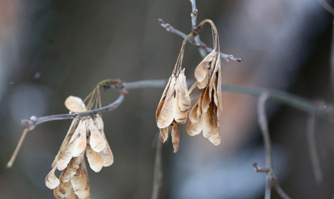 Американский клен с 1 марта может обойтись тулякам в 700 тысяч рублей