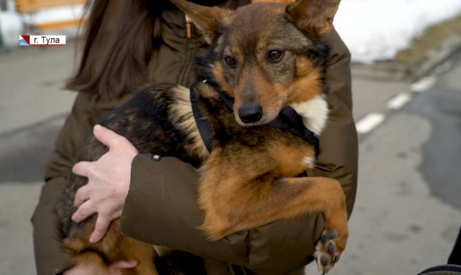 Волонтеры из Москвы ищут хозяина для тульской собаки-инвалида