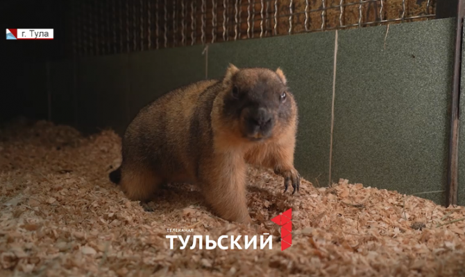 «Кому верить - решайте сами»: можно ли предсказать погоду по поведению сурка