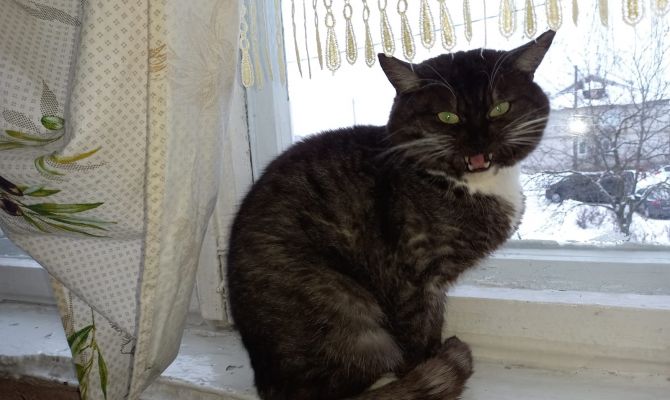 В Туле разыскивают убежавшего кота