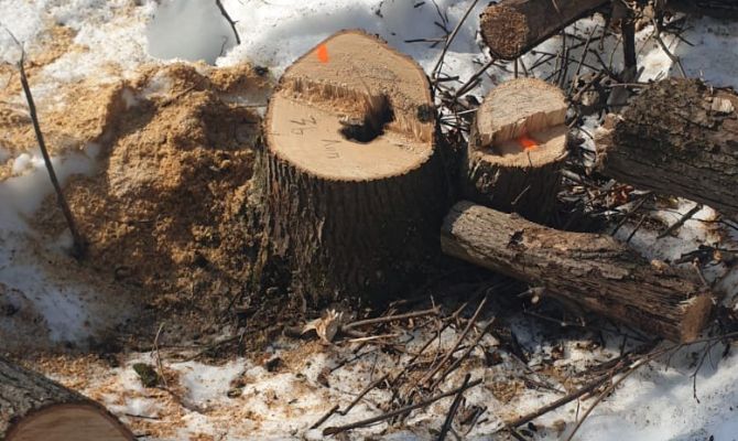 В «Малиновой Засеке» под Тулой неизвестные вырубили деревья на 8,4 млн рублей