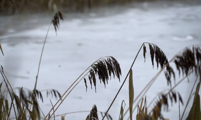 Загадка «Петушков»: как пруд в тульском селе Высокое попал в частную собственность