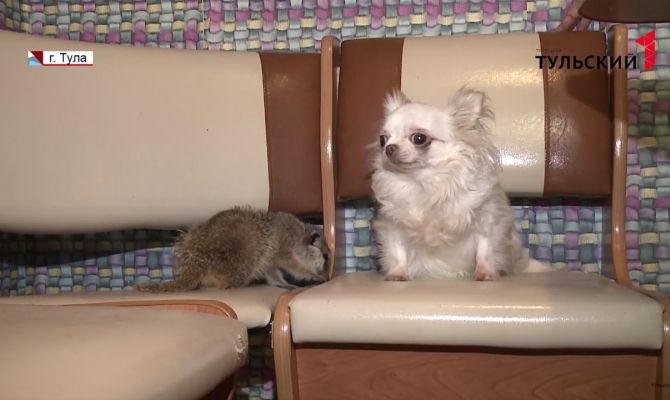 Тулячка приютила в своей квартире суриката-инвалида