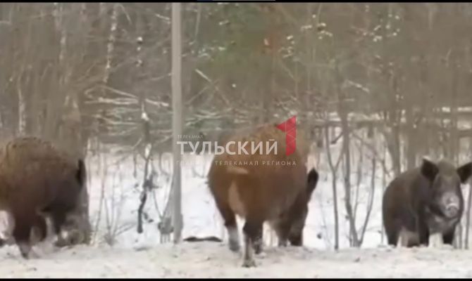Стадо кабанов чуть не перекрыло движение по трассе "Тула-Суворов"