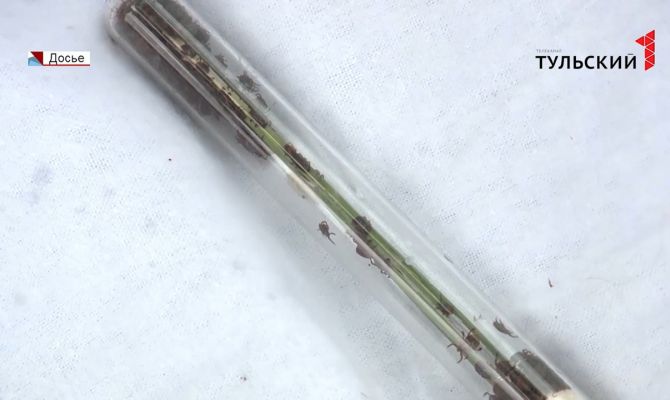 В Тульской области вновь активизировались клещи